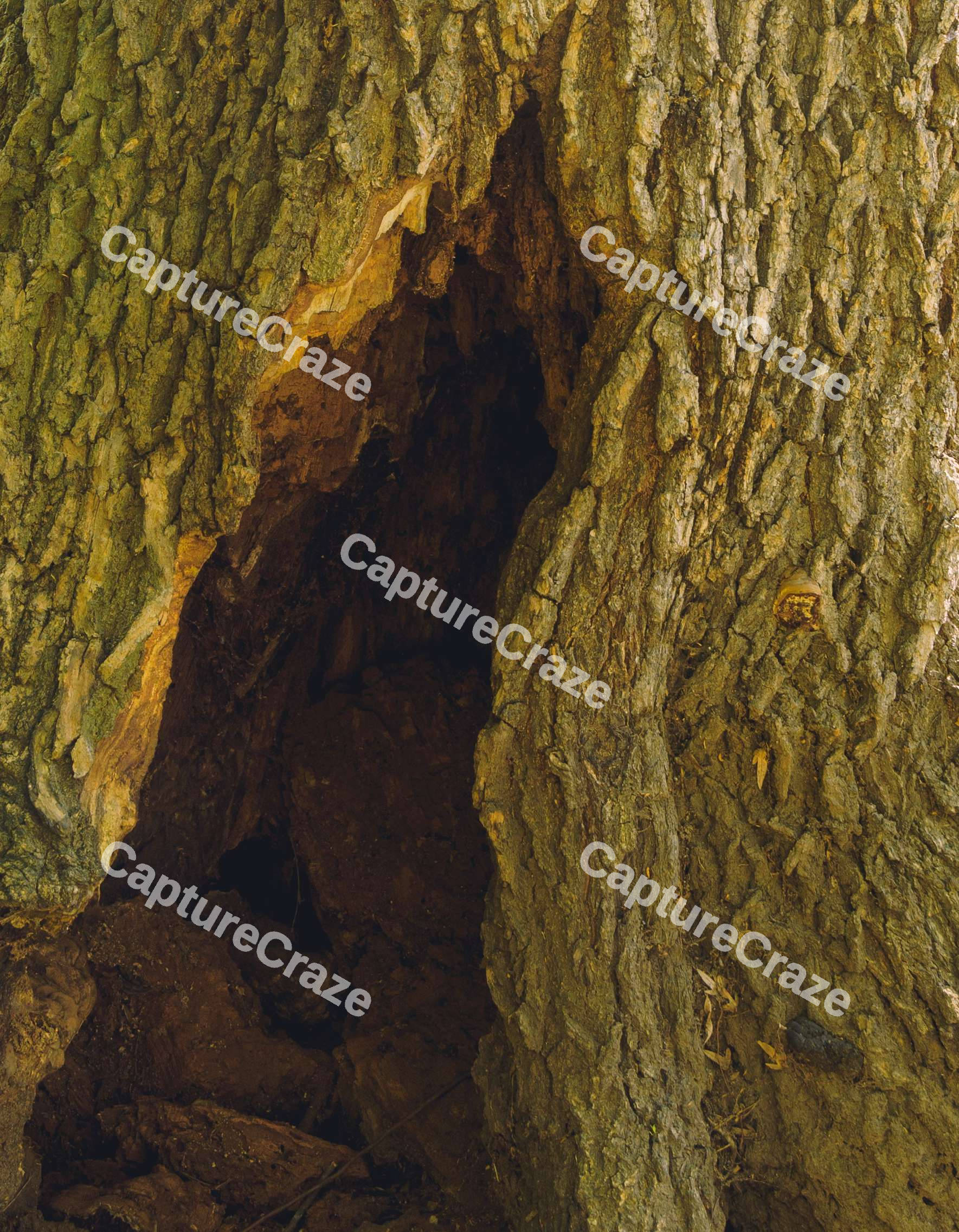 Tree With A Hole (Close)